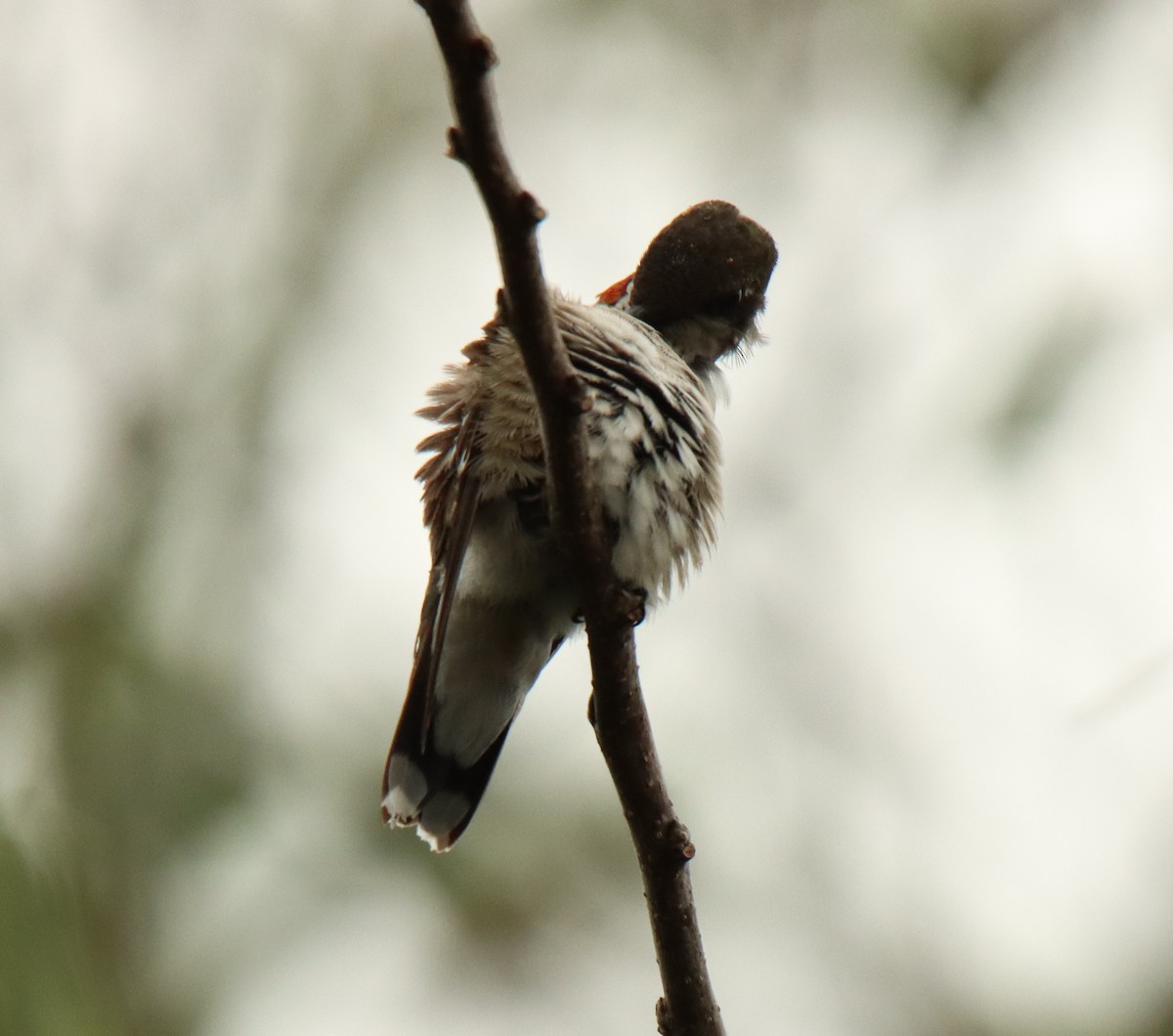 Ruby-throated Hummingbird - ML406617871