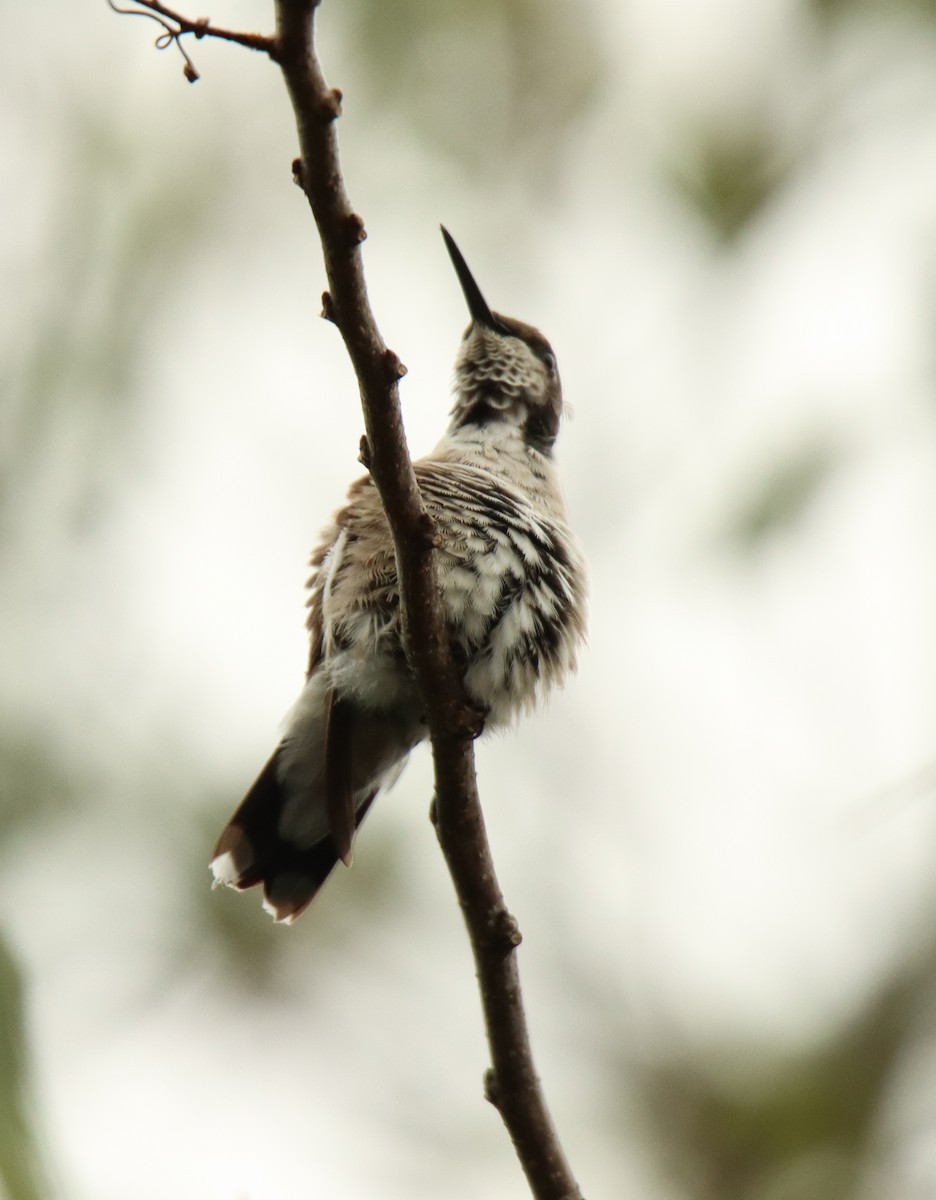 Ruby-throated Hummingbird - ML406617981