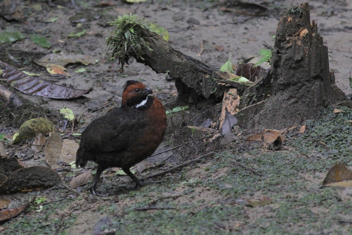 Rufous-fronted Wood-Quail - Aidan Place