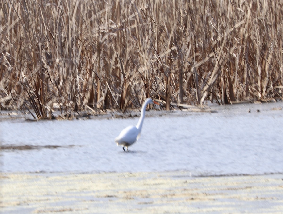 Great Egret - Sherry Hamilton