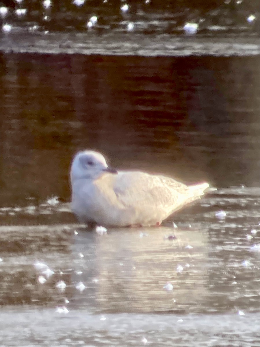 Iceland Gull - ML406620561