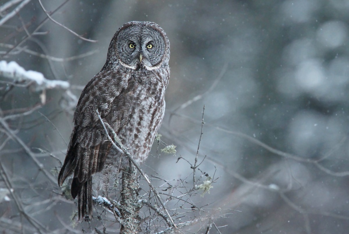 Great Gray Owl - ML40662221