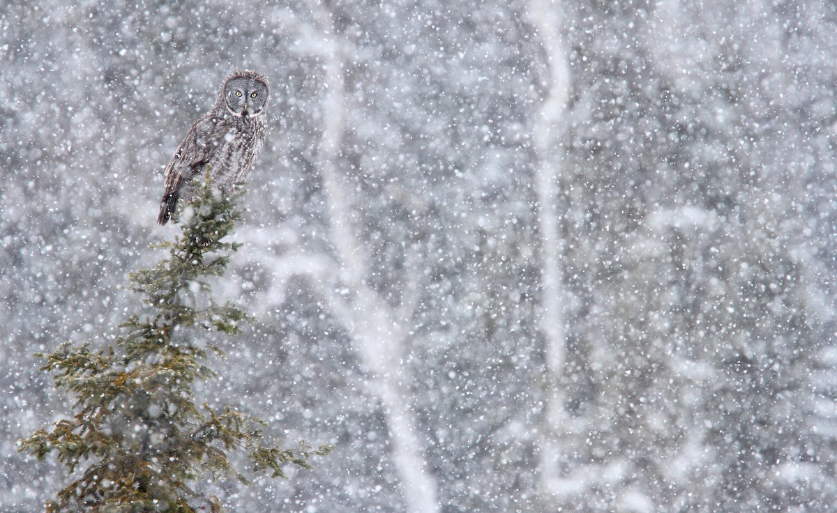 Great Gray Owl - Luke Seitz