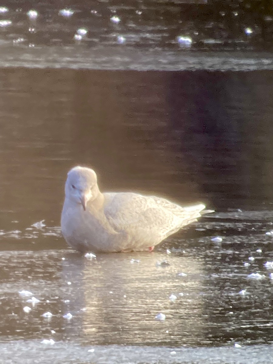 Iceland Gull - ML406623031