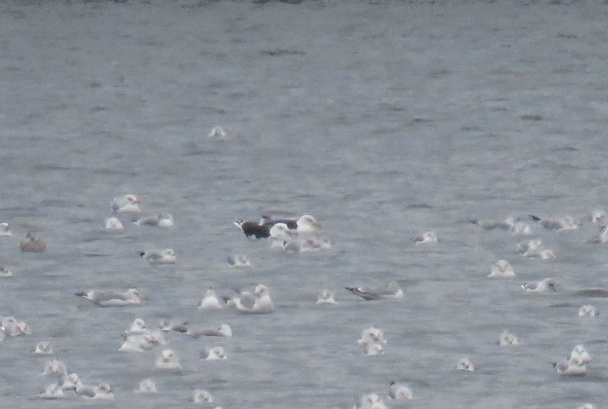 Great Black-backed Gull - Bennie Saylor