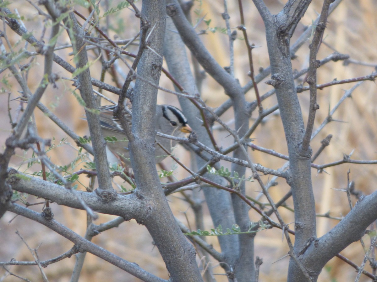 White-crowned Sparrow (Gambel's) - ML406623961