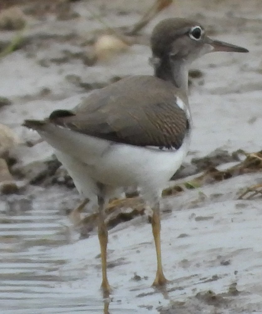 Spotted Sandpiper - ML406625251