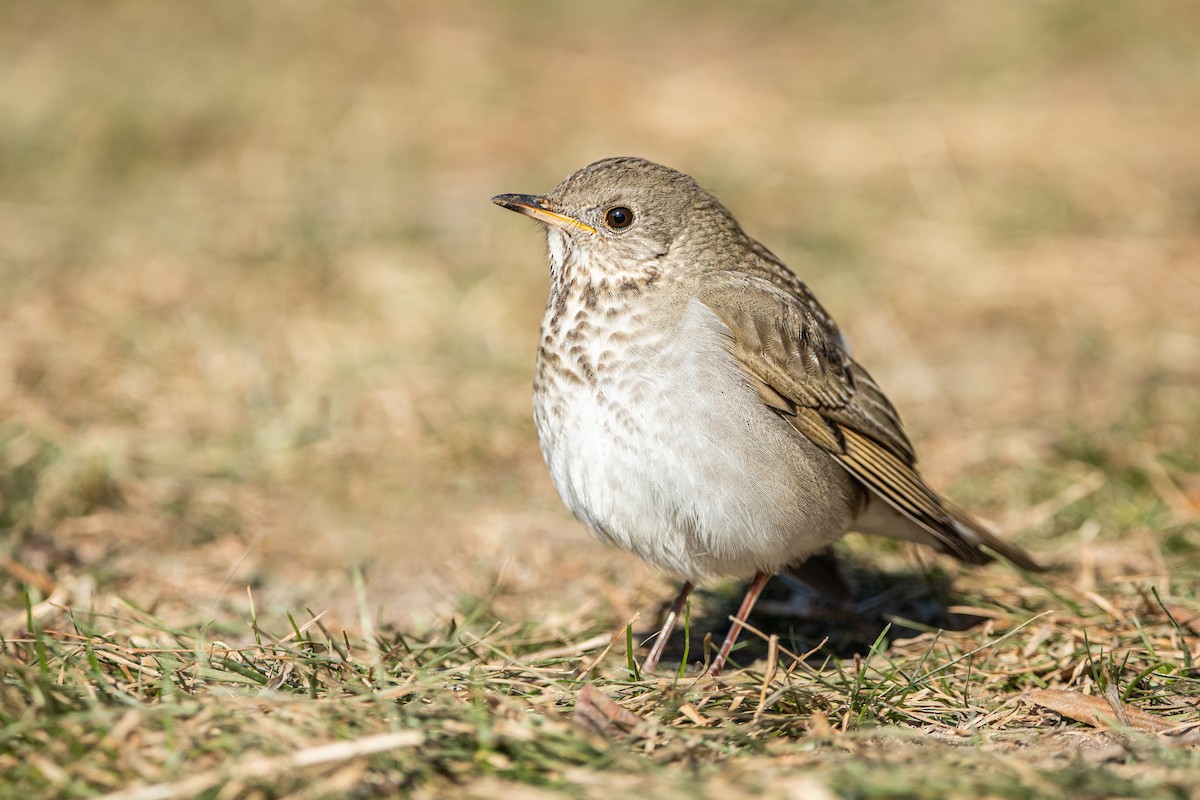 Gray-cheeked Thrush - ML406627321