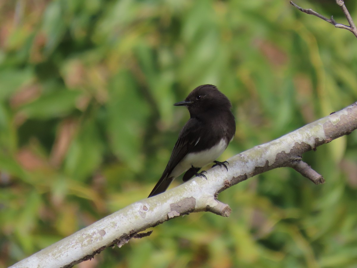 Black Phoebe - Donna Bray