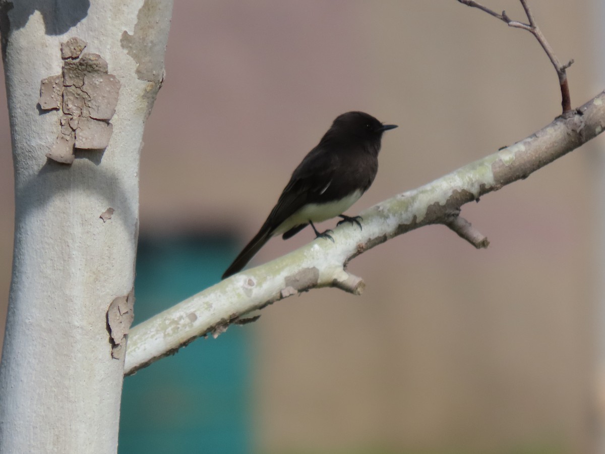 Black Phoebe - Donna Bray