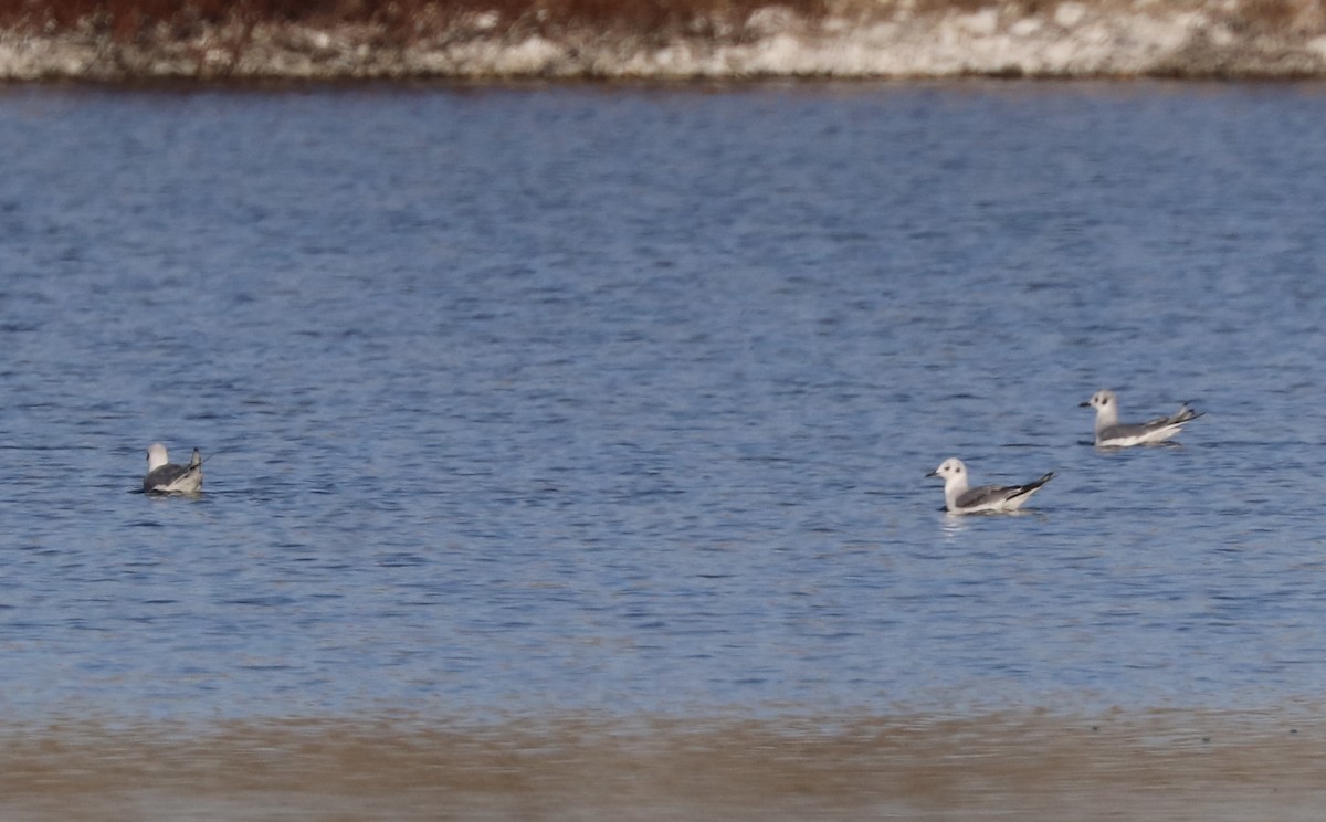 Mouette de Bonaparte - ML406629261