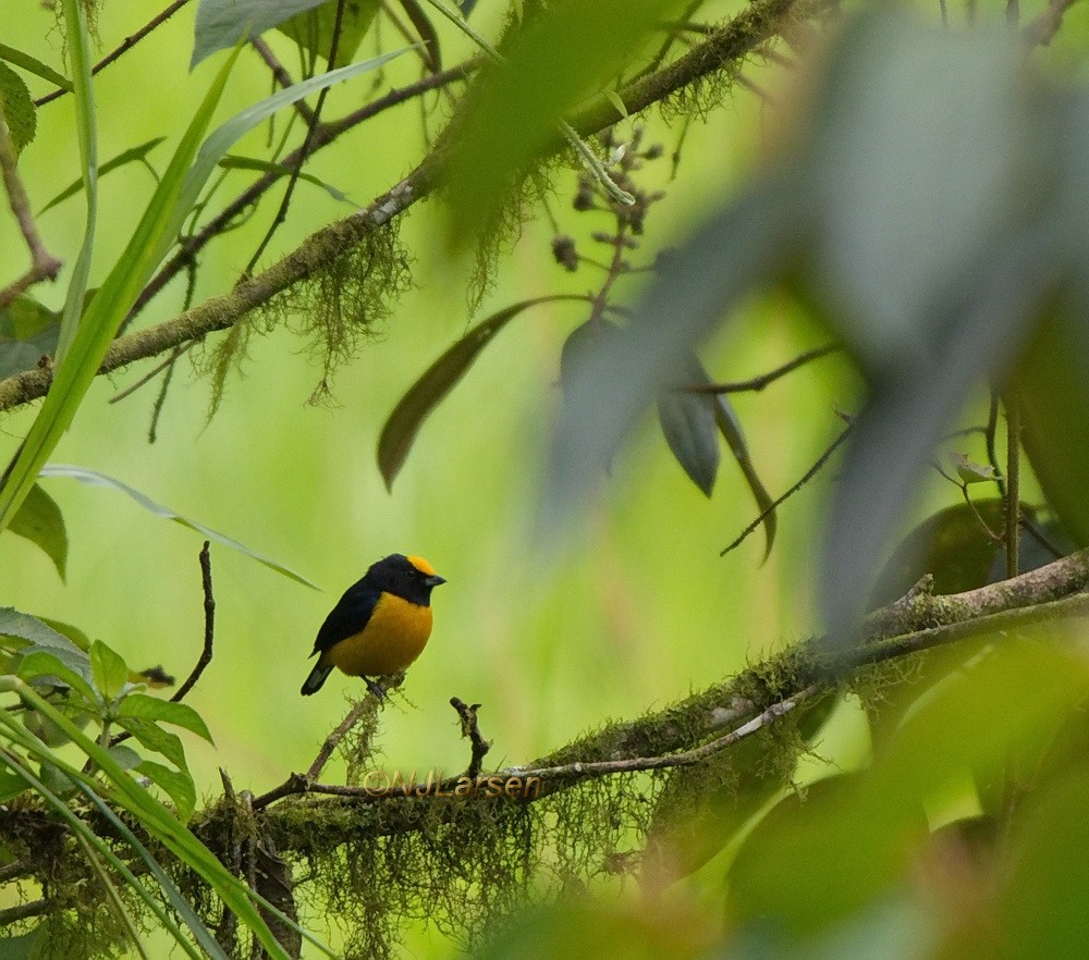 Orange-bellied Euphonia - ML406629271