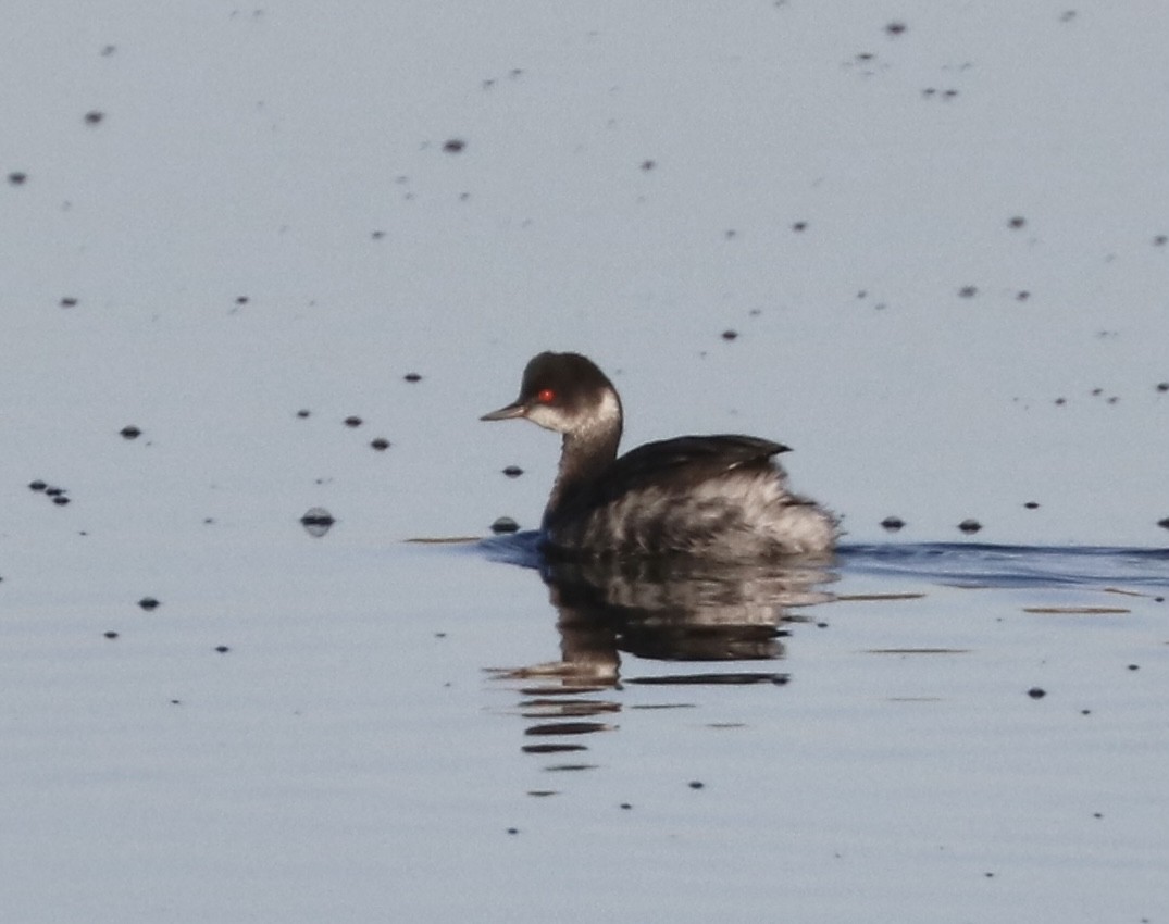 Eared Grebe - ML406629831