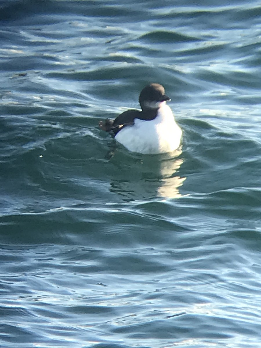 Thick-billed Murre - ML406629921