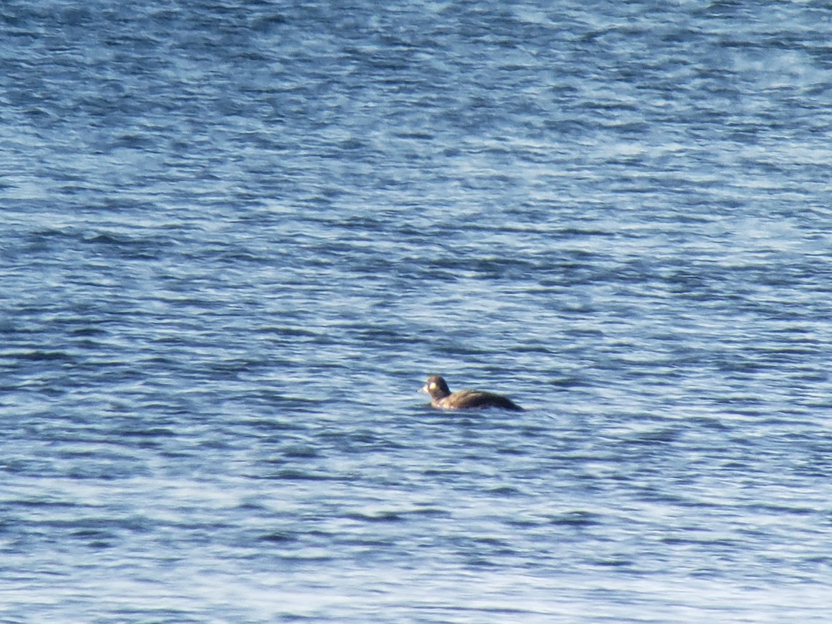 Harlequin Duck - ML406630631