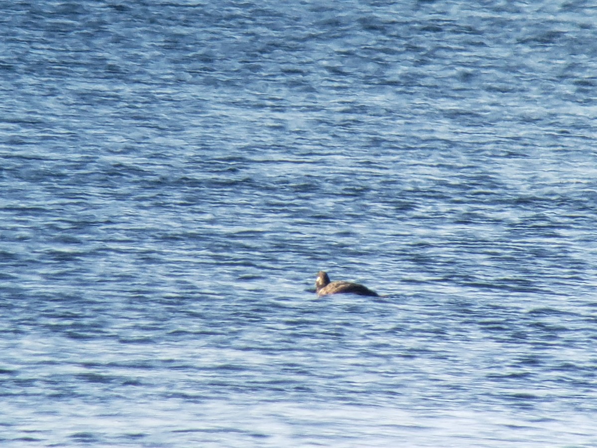 Harlequin Duck - ML406630921