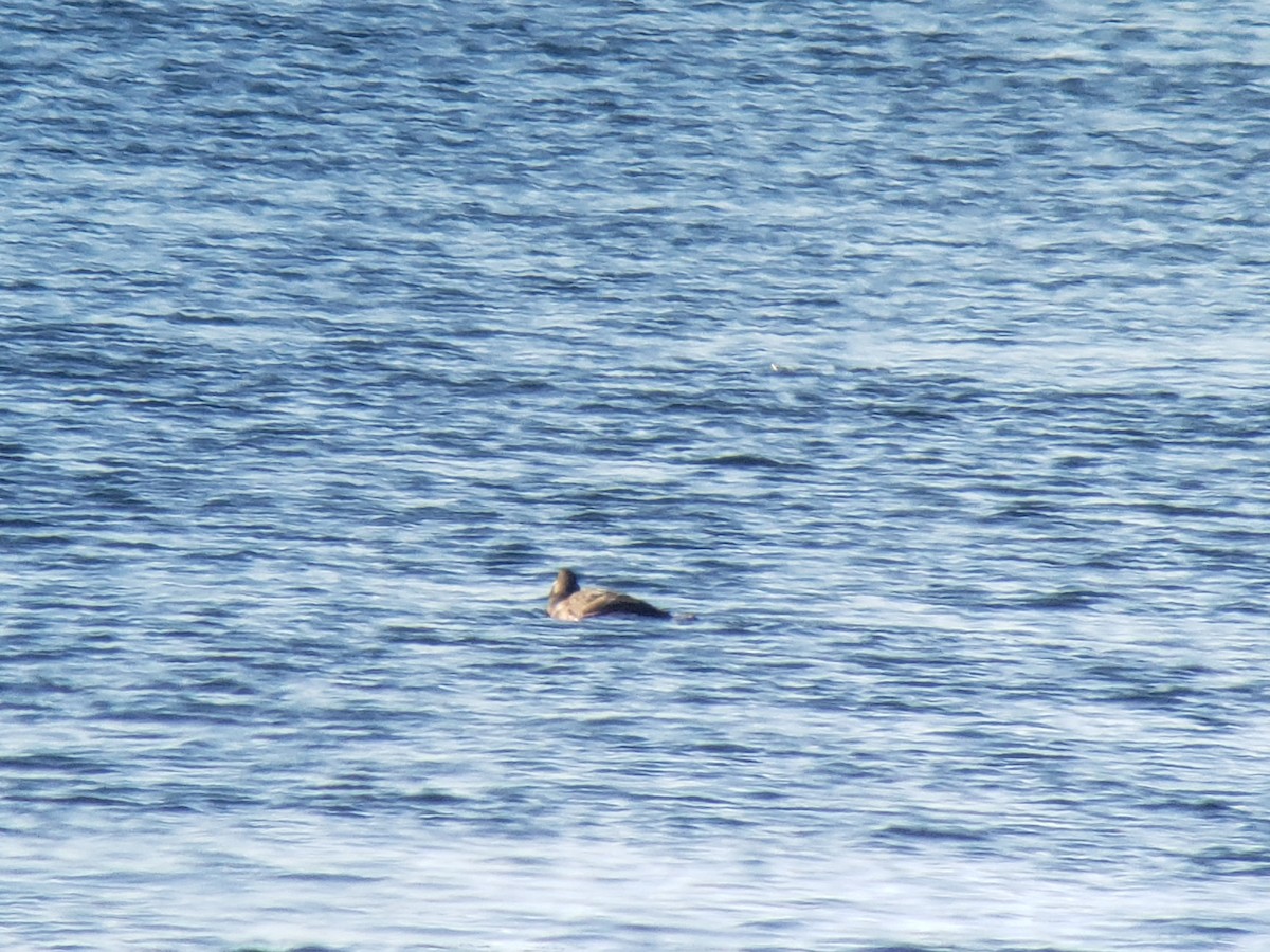 Harlequin Duck - ML406630931