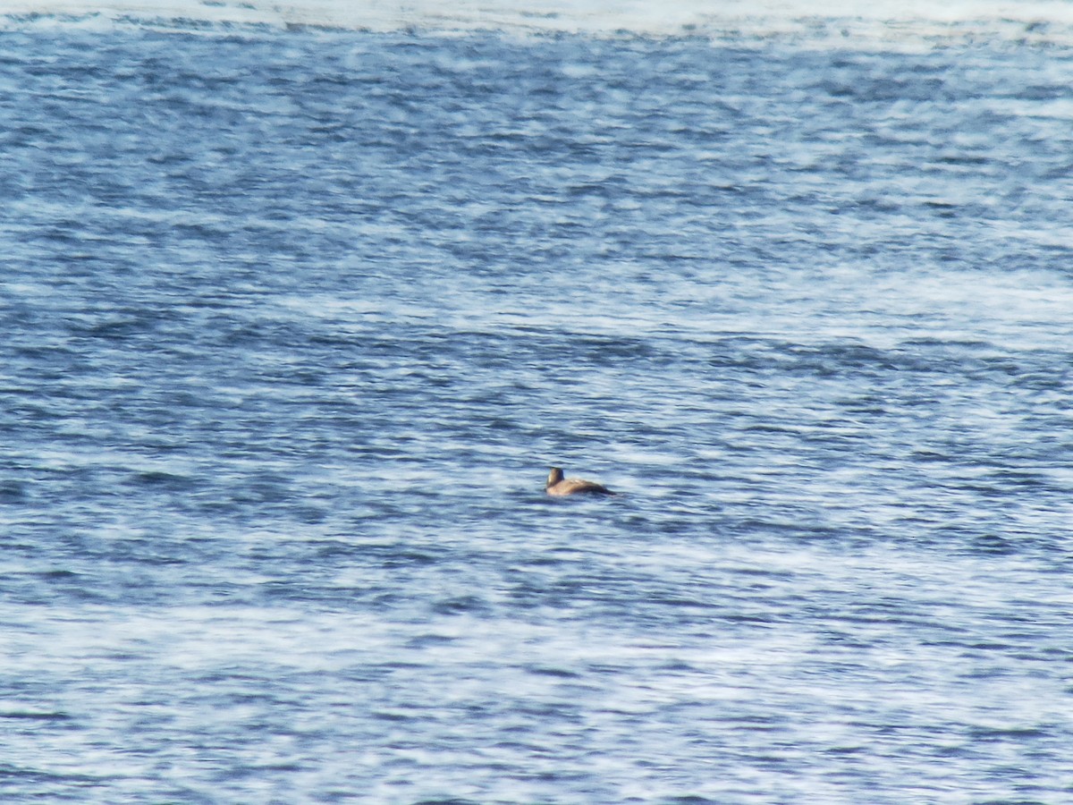 Harlequin Duck - ML406630951