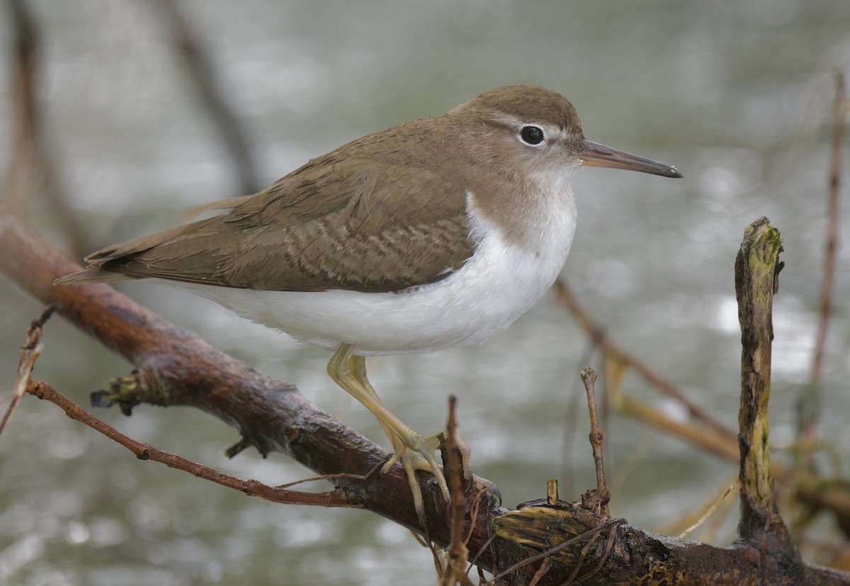 Spotted Sandpiper - Linda Ankerstjerne Olsen