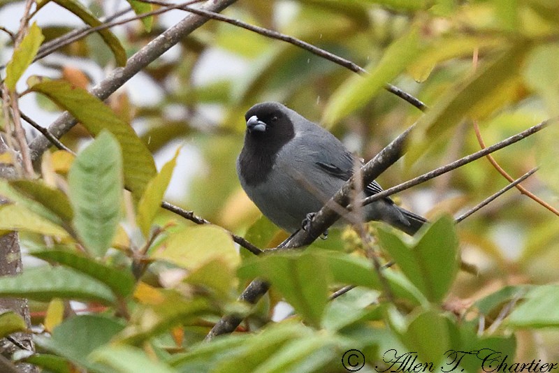 Black-faced Tanager - ML406631521