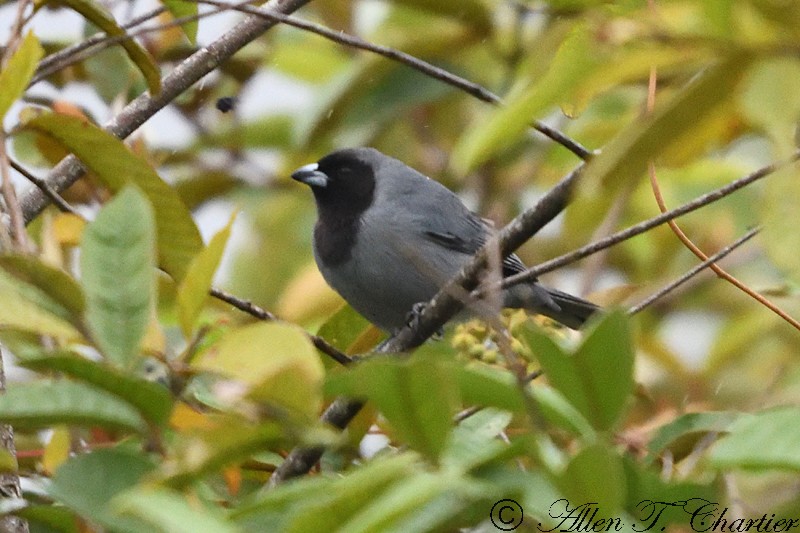 Black-faced Tanager - ML406631531
