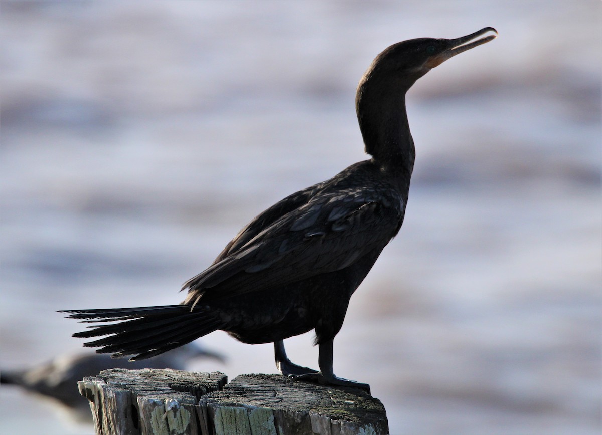 Cormorán Biguá - ML406632801