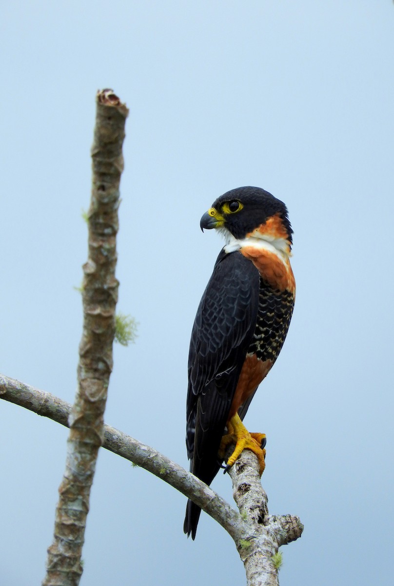 Orange-breasted Falcon - Chris Bell