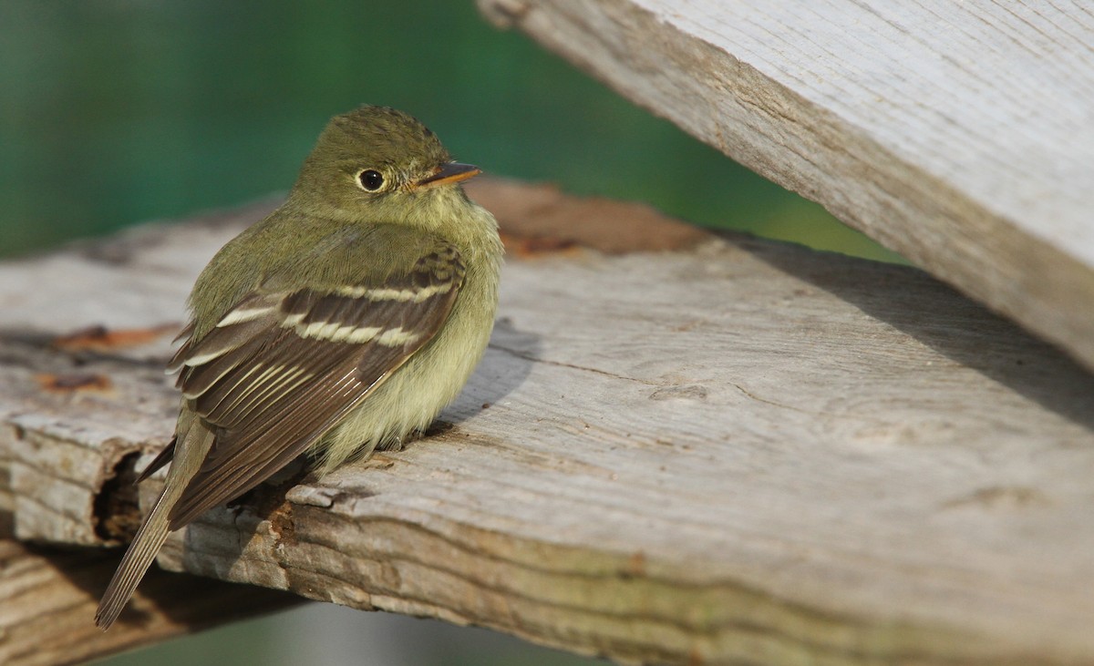 Yellow-bellied Flycatcher - Luke Seitz