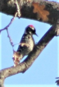 Nuttall's Woodpecker - ML406634921