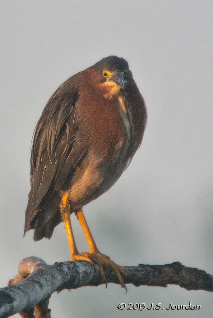 Green Heron - ML406635171