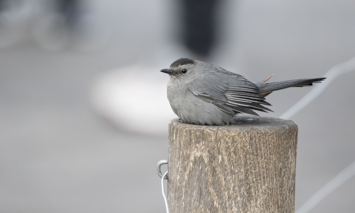 Gray Catbird - Heather Wolf