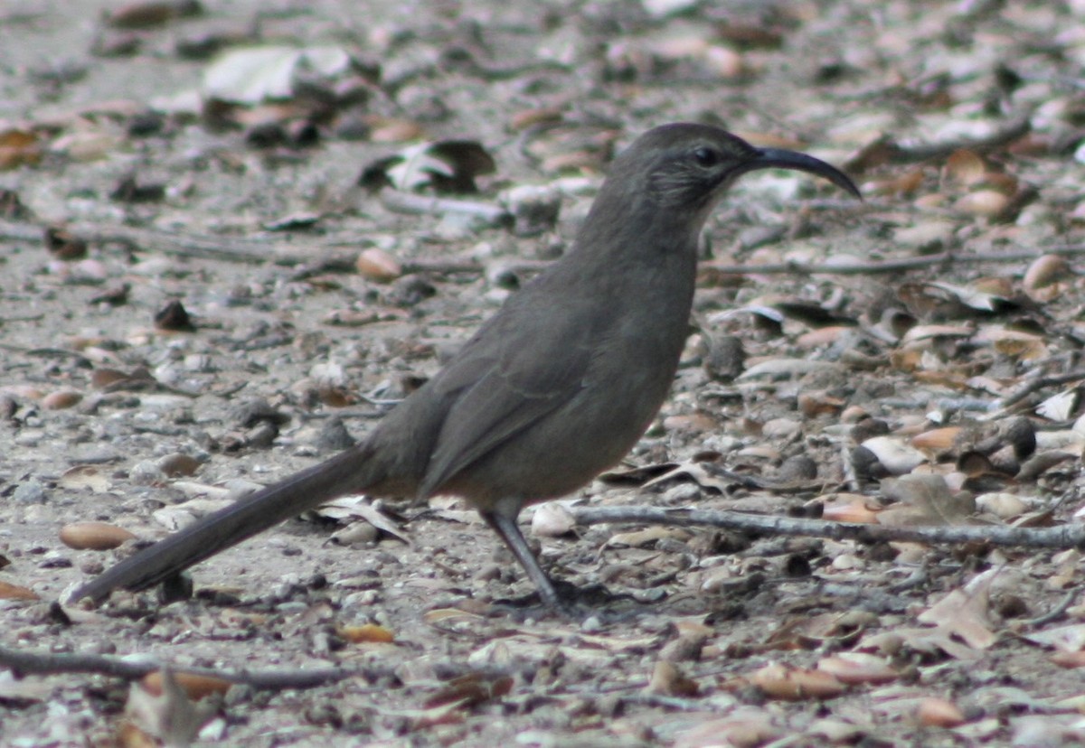 California Thrasher - Marie Barnidge-McIntyre