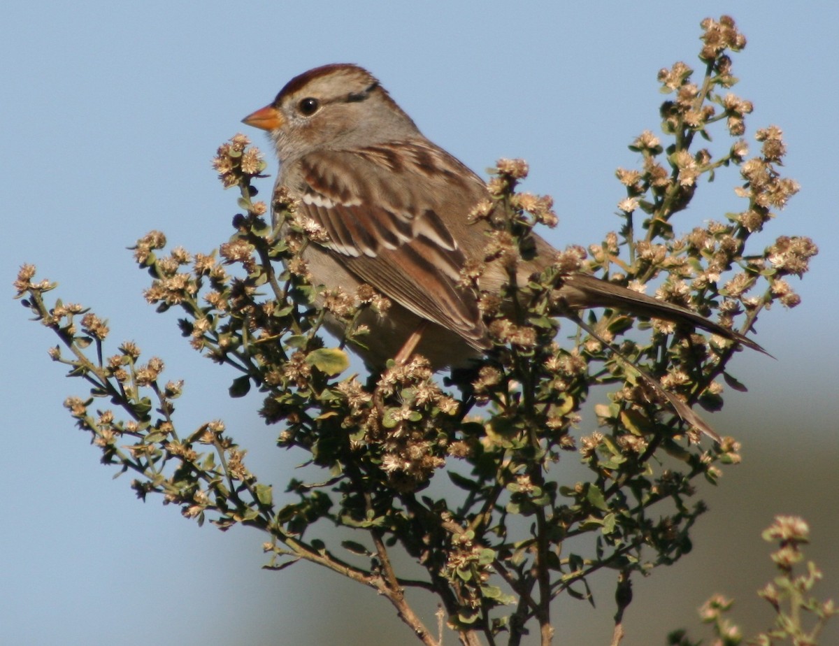 White-crowned Sparrow - Marie Barnidge-McIntyre