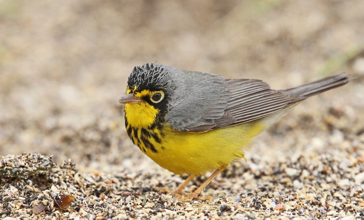 Canada Warbler - ML40663691