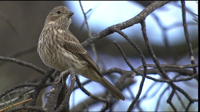 House Finch - ML406637