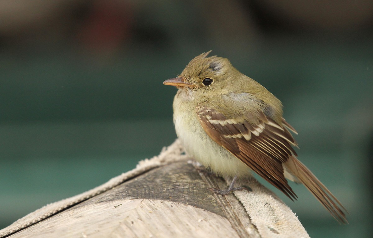 Acadian Flycatcher - ML40663711