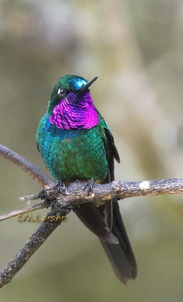 Purple-throated Sunangel (Brilliant) - Niels  Larsen