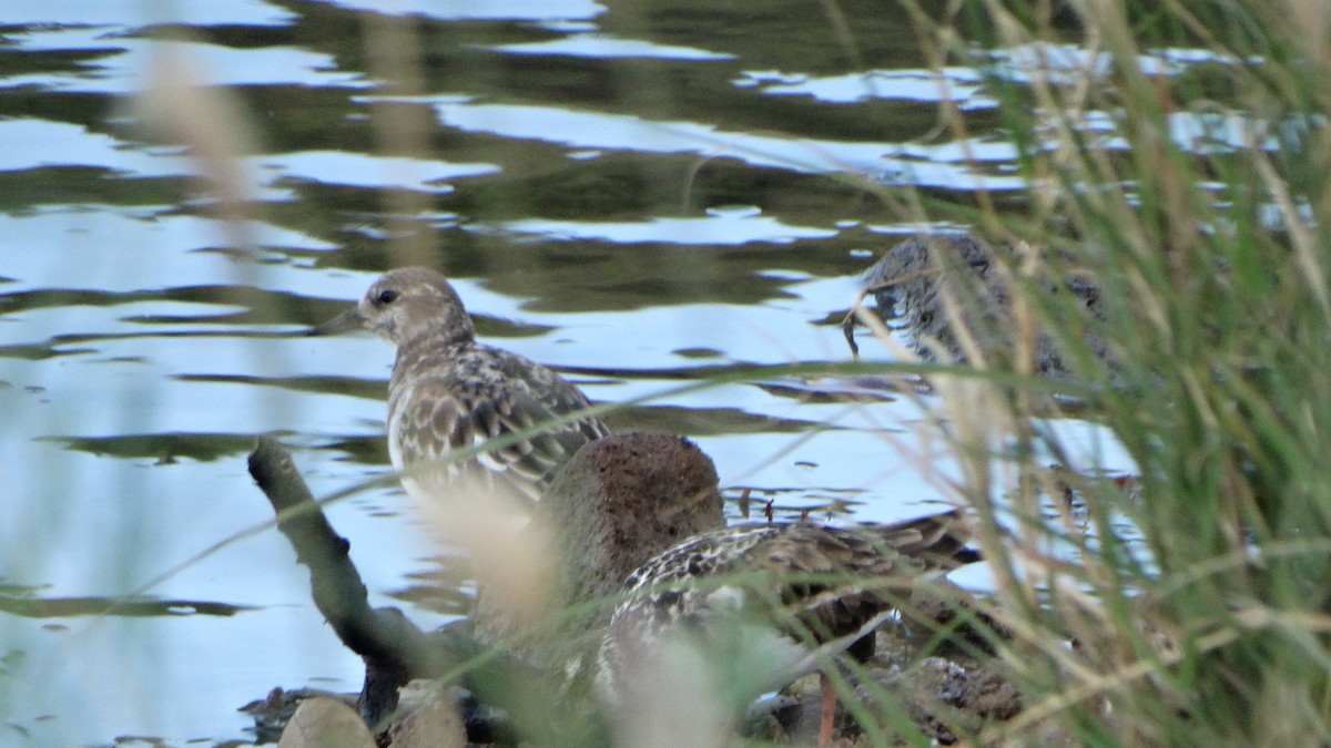 Ruddy Turnstone - ML406640221