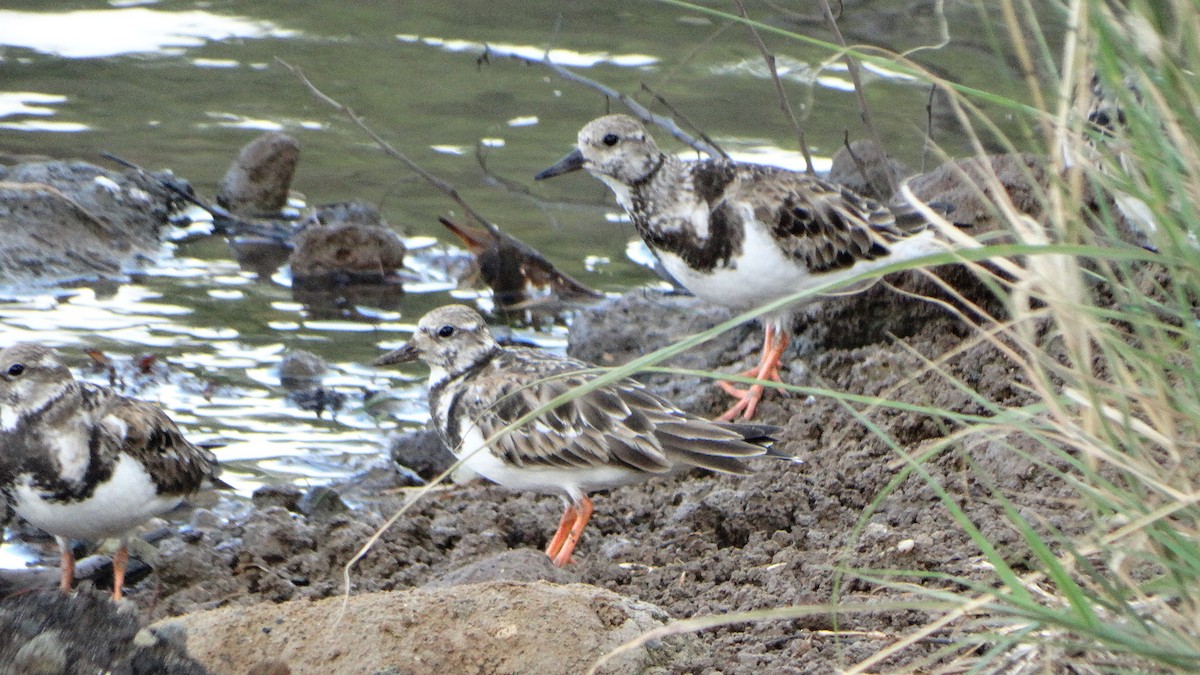 Ruddy Turnstone - ML406640231