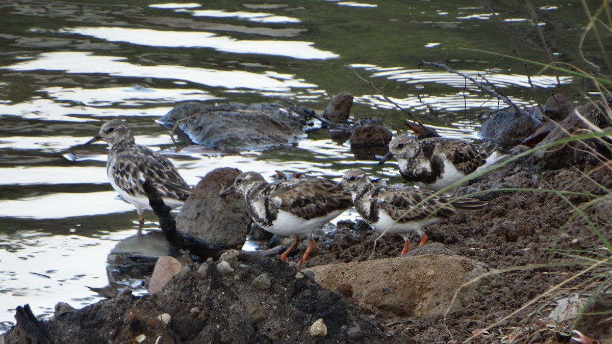 Ruddy Turnstone - ML406640261