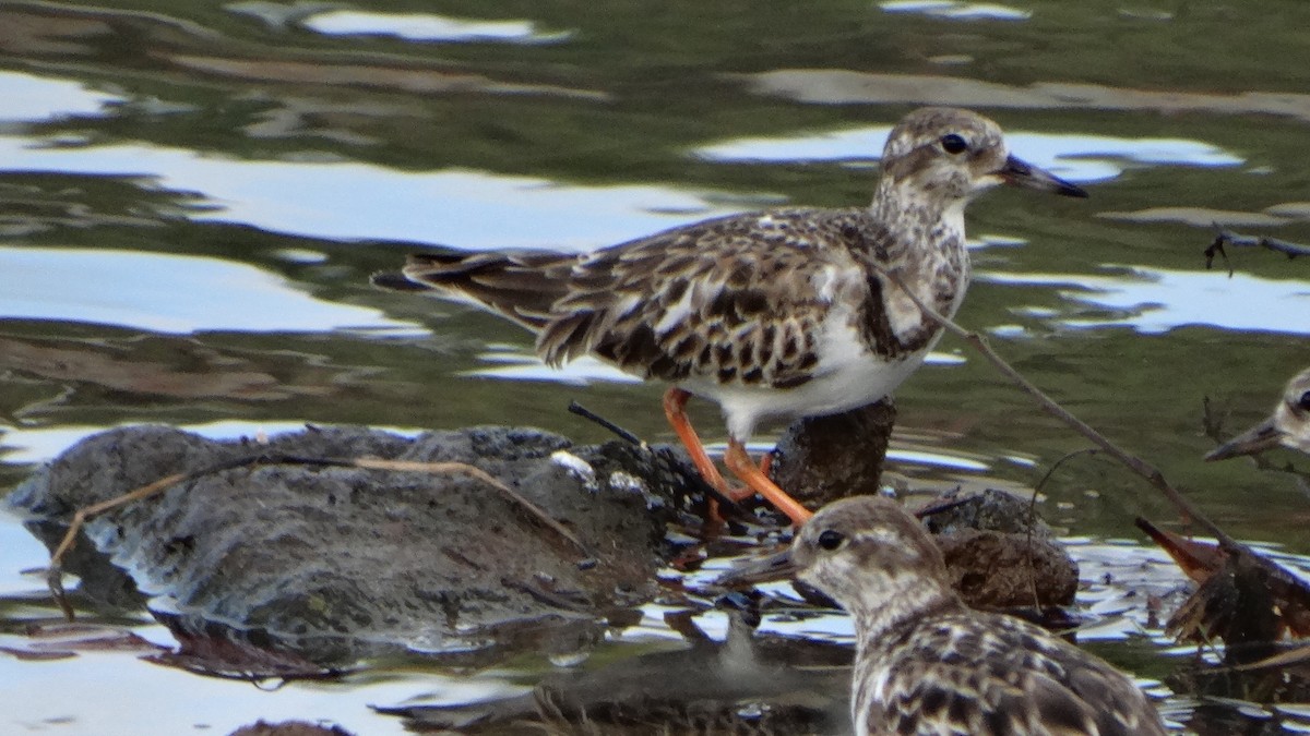 Ruddy Turnstone - ML406640281