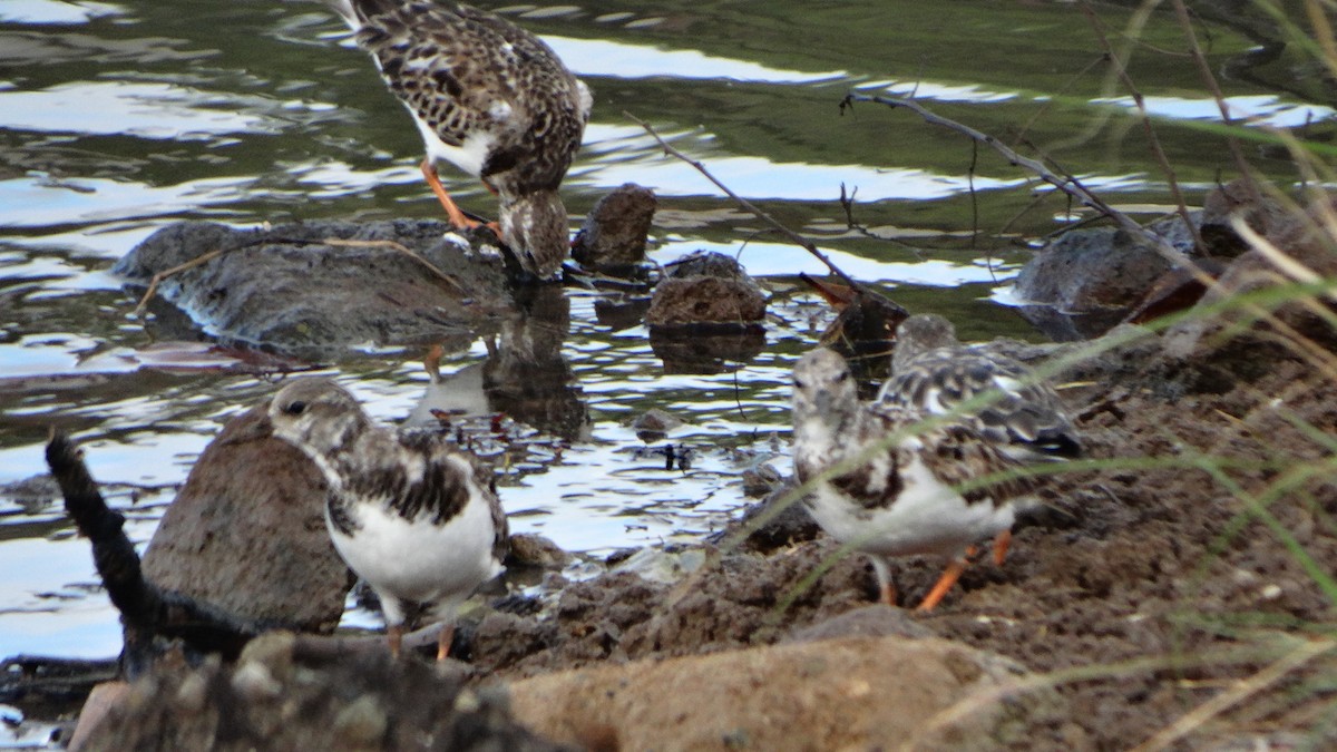 Ruddy Turnstone - ML406640301