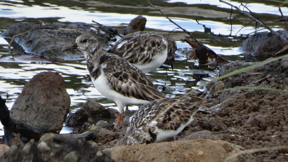 Ruddy Turnstone - ML406640321