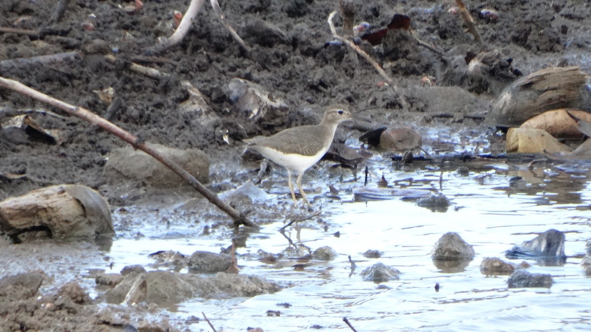 Spotted Sandpiper - ML406640381