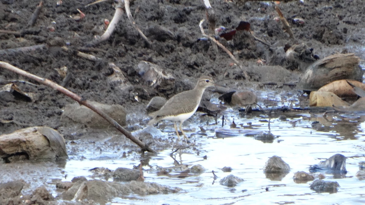 Spotted Sandpiper - ML406640391