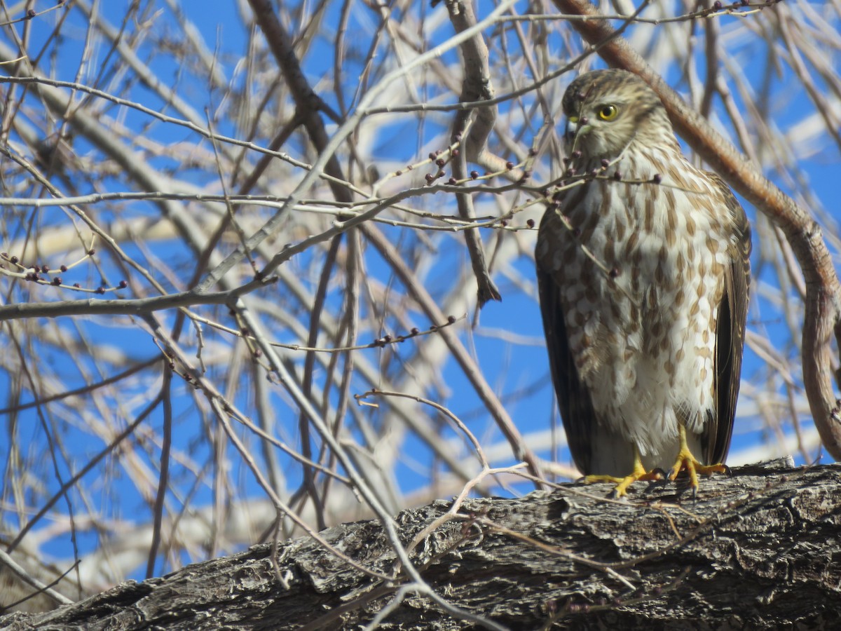 Sharp-shinned Hawk - ML406642091