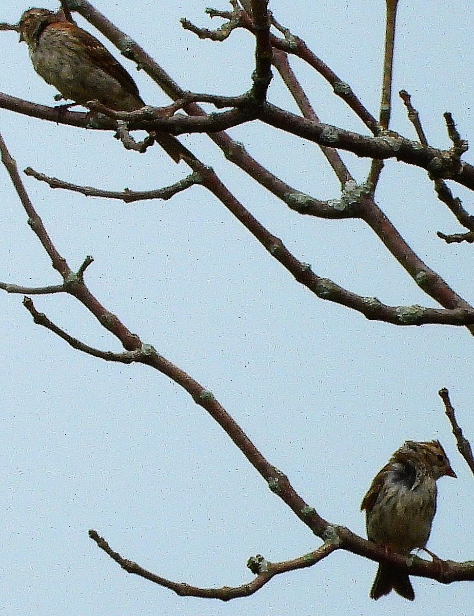 Field Sparrow - ML406642281