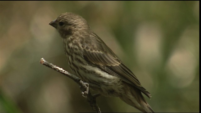 House Finch - ML406644