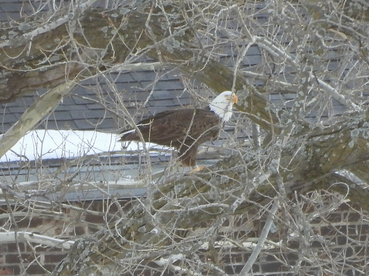 Weißkopf-Seeadler - ML406646701