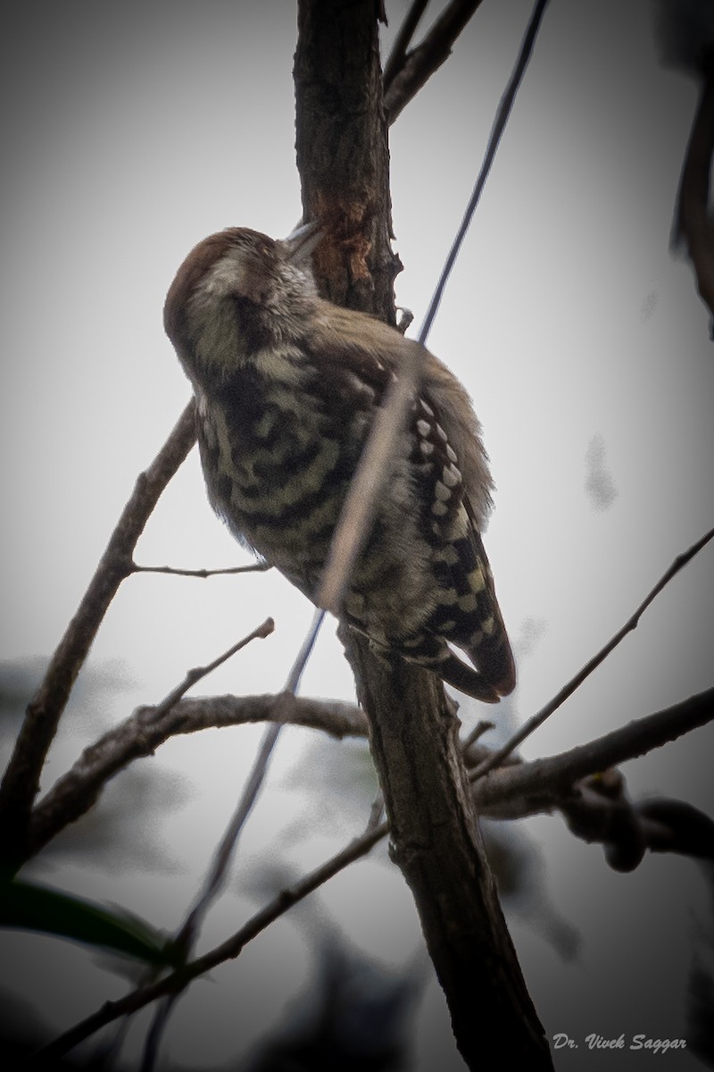 Brown-capped Pygmy Woodpecker - ML406647341